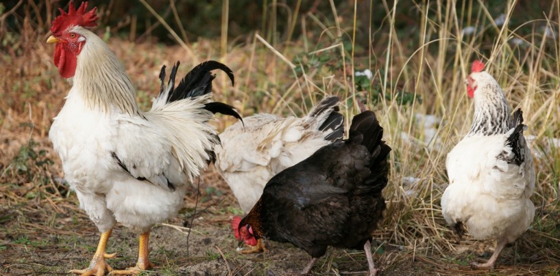 Grippe aviaire : mesures de sécurité