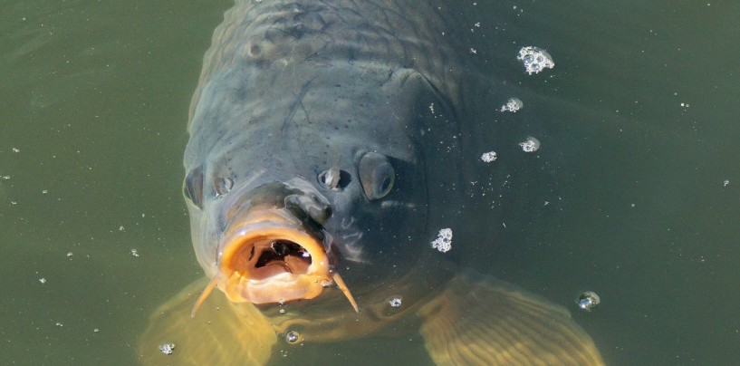 AG Pêche