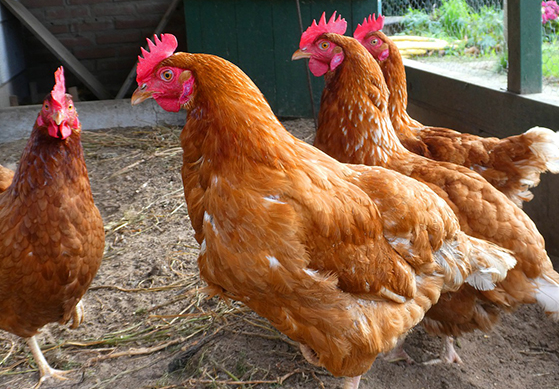 Grippe aviaire : Luzillé parmi les communes en zone de surveillance